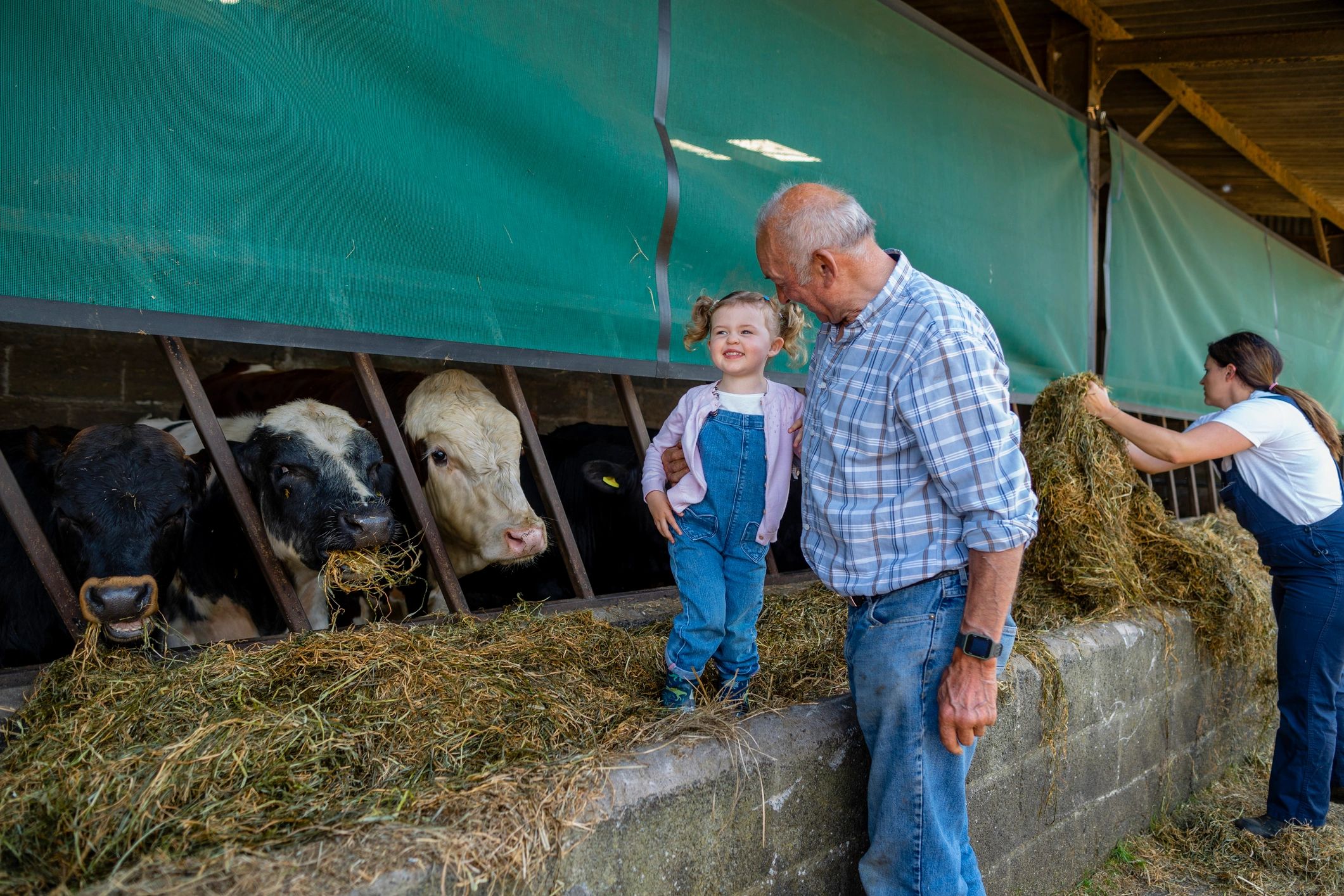 People working together outdoors near cows